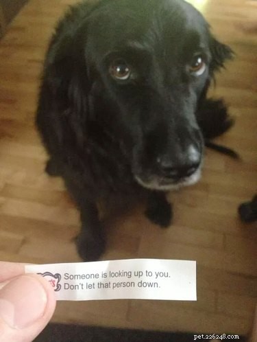 17 Must-See Pets That Will Melt Your Heart