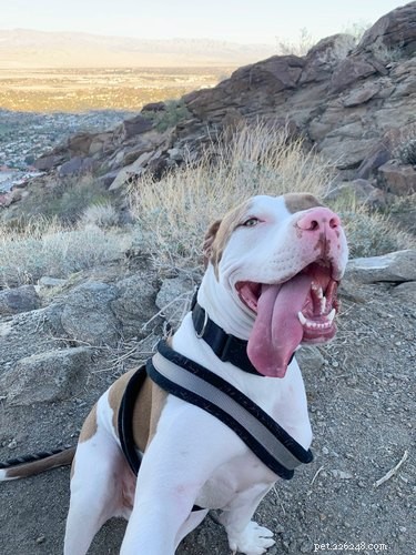 17 Must-See Pets That Will Melt Your Heart