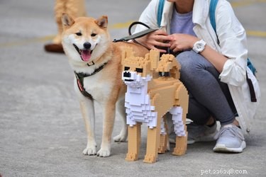 Stunning Life‑Sized LEGO Cat & Dog Sculptures That Will Blow Your Mind