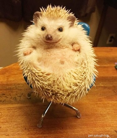 22 Charming Hedgehogs That Will Make You Want to Adopt One