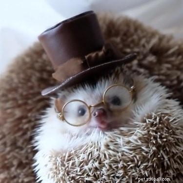 22 Charming Hedgehogs That Will Make You Want to Adopt One