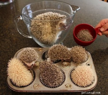 22 Charming Hedgehogs That Will Make You Want to Adopt One