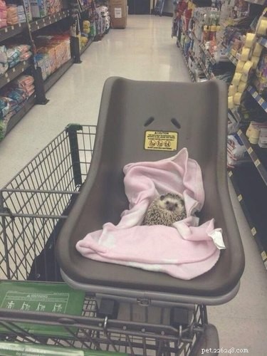 22 Charming Hedgehogs That Will Make You Want to Adopt One