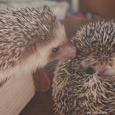 22 Charming Hedgehogs That Will Make You Want to Adopt One