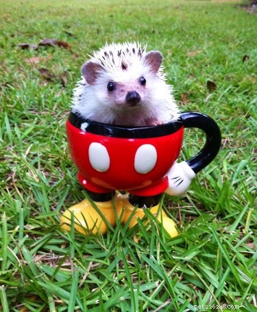 22 Charming Hedgehogs That Will Make You Want to Adopt One