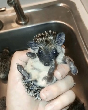 22 Charming Hedgehogs That Will Make You Want to Adopt One