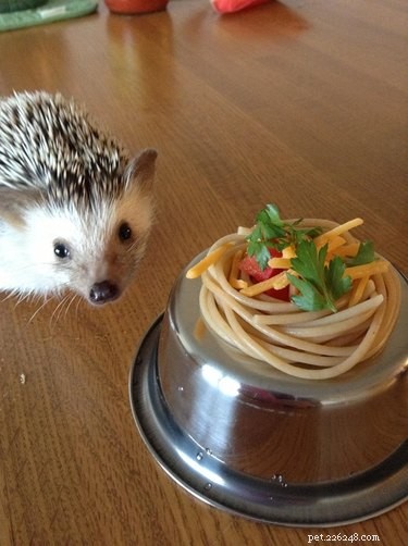 22 Charming Hedgehogs That Will Make You Want to Adopt One