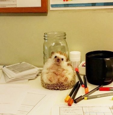 22 Charming Hedgehogs That Will Make You Want to Adopt One