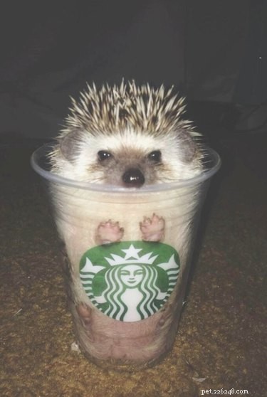 22 Charming Hedgehogs That Will Make You Want to Adopt One