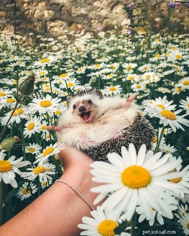 22 Charming Hedgehogs That Will Make You Want to Adopt One