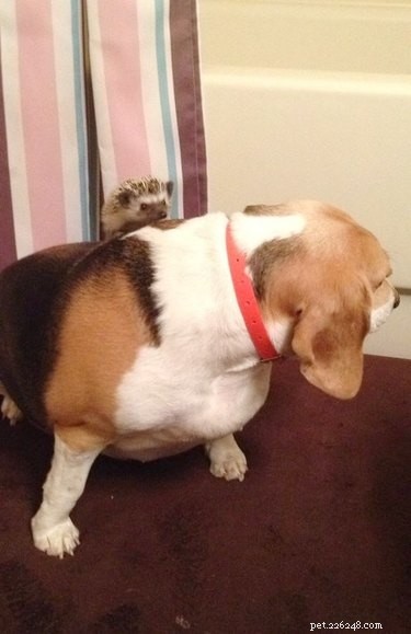 22 Charming Hedgehogs That Will Make You Want to Adopt One