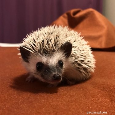 22 Charming Hedgehogs That Will Make You Want to Adopt One