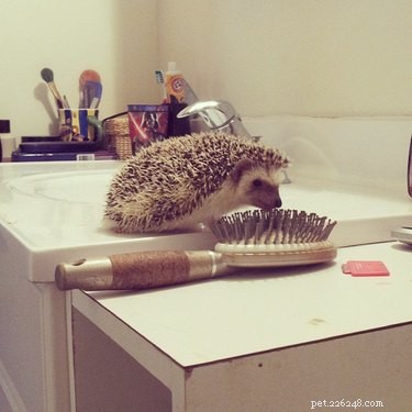 22 Charming Hedgehogs That Will Make You Want to Adopt One