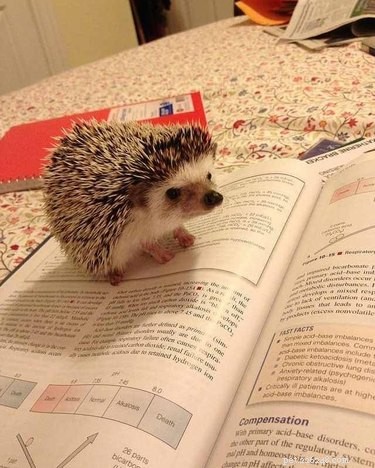 22 Charming Hedgehogs That Will Make You Want to Adopt One