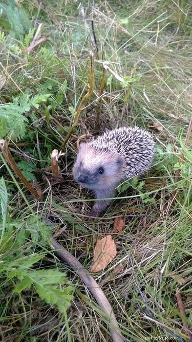 22 Charming Hedgehogs That Will Make You Want to Adopt One