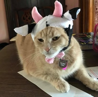 17 Pets That Define Accessory Style