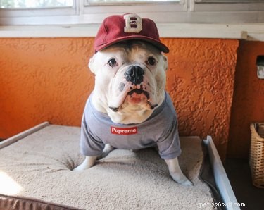 17 Pets That Define Accessory Style