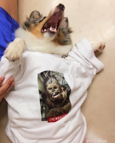 17 Pets That Define Accessory Style