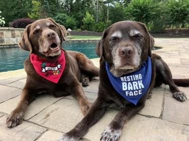 17 Pets That Define Accessory Style
