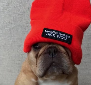 17 Pets That Define Accessory Style