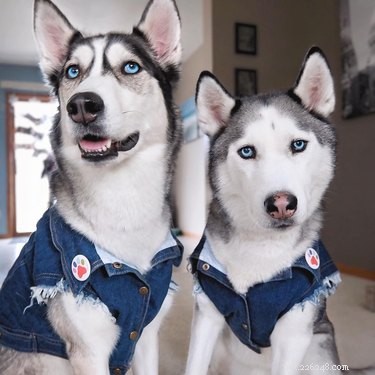 17 Pets That Define Accessory Style