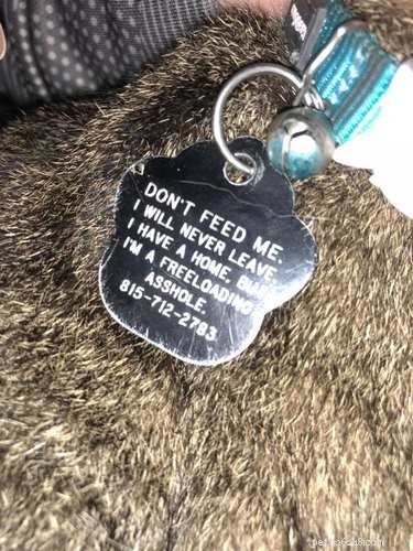 17 Pets That Define Accessory Style