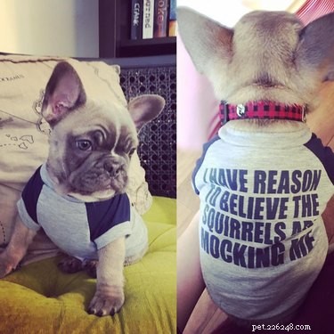 17 Pets That Define Accessory Style