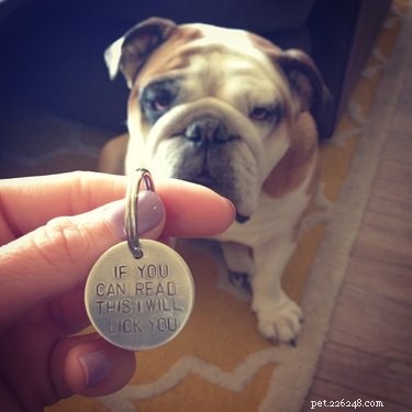 17 Pets That Define Accessory Style