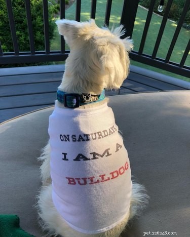 17 Pets That Define Accessory Style