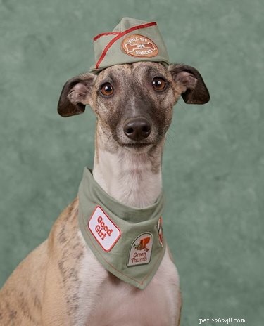 17 Pets That Define Accessory Style