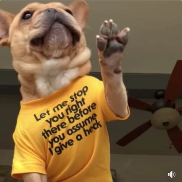 17 Pets That Define Accessory Style