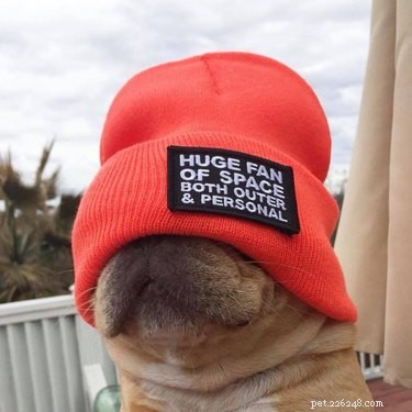 17 Pets That Define Accessory Style
