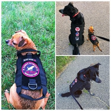 17 Pets That Define Accessory Style