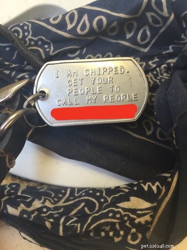 17 Pets That Define Accessory Style