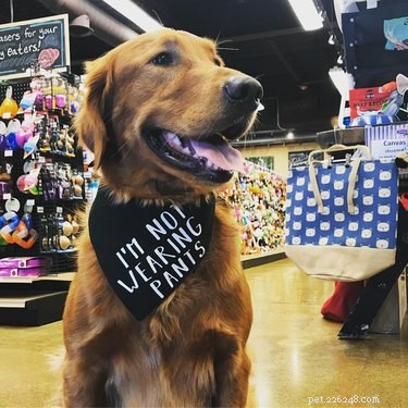 17 Pets That Define Accessory Style