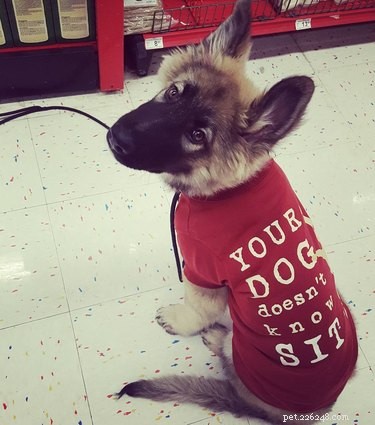 17 Pets That Define Accessory Style