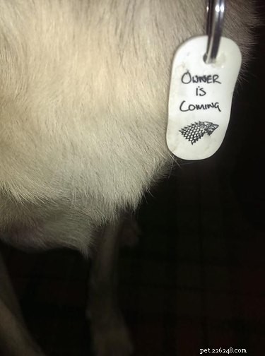 17 Pets That Define Accessory Style