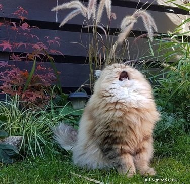 18 Adorable Pets That Will Light Up Your Day