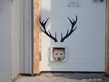 18 Adorable Pets That Will Light Up Your Day