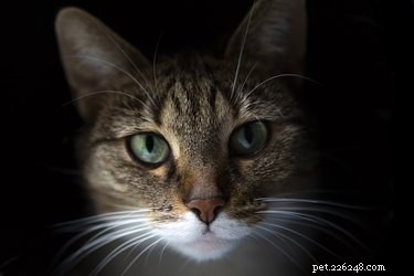 18 Adorable Pets That Will Light Up Your Day