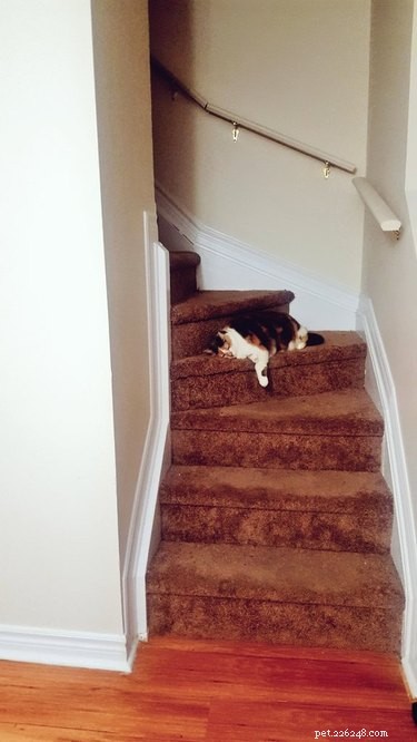 18 Adorable Pets That Will Light Up Your Day