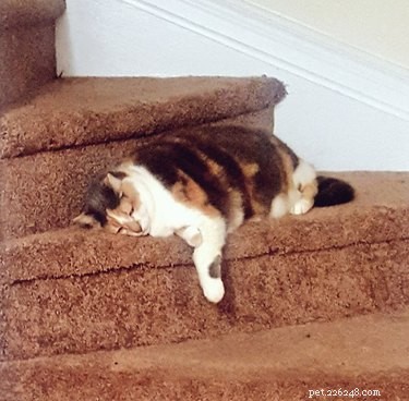 18 Adorable Pets That Will Light Up Your Day