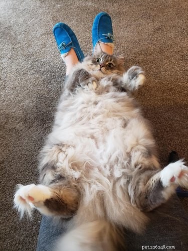 18 Adorable Pets That Will Light Up Your Day