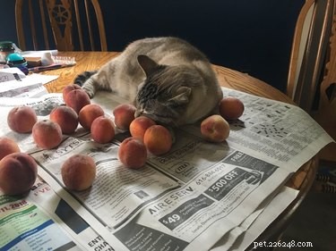18 Adorable Pets That Will Light Up Your Day