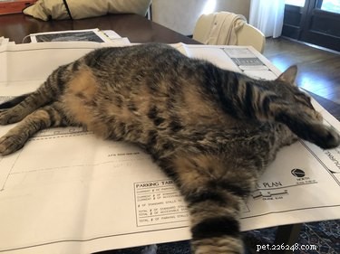 18 Adorable Pets That Will Light Up Your Day