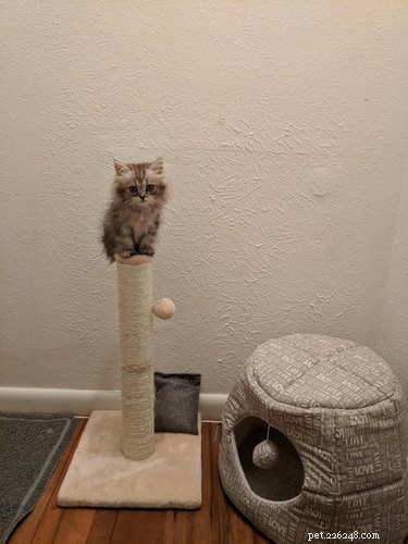 18 Adorable Pets That Will Light Up Your Day