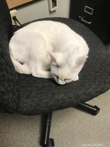 18 Adorable Pets That Will Light Up Your Day