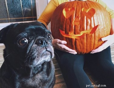 20 Spooky & Adorable Pets That Will Win Your Heart