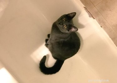 20 Spooky & Adorable Pets That Will Win Your Heart