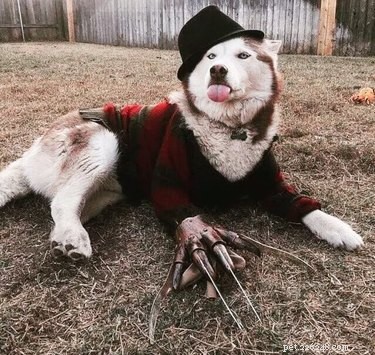 20 Spooky & Adorable Pets That Will Win Your Heart